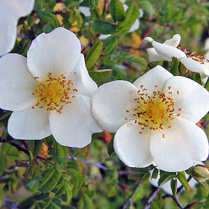 SCOTCH ROSE Rosa pimpinellifolia (spinosissima)