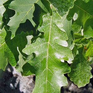 BURGUNDY/MOSSY CUP OAK Quercus macrocarpa