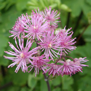 MEADOW RUE Thalictrum  (Black Stockings)