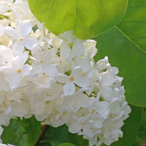 YELLOW LILAC Syringa vulgaris (Primrose)
