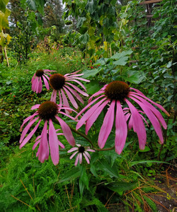 Echinacea purpurea (Purple Coneflower)