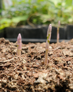 Garden Asparagus (Asparagus officinalis)