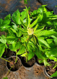 Meadowsweet (Spirea ulmaria)