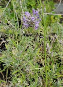 Lavandula angustifolia 'Munstead'