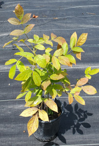 European Bladdernut (Staphylea pinnata)