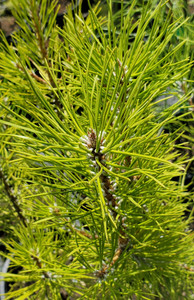 Chinese Pine (Pinus tabuliformis)