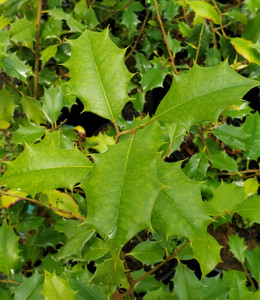 MALE AMERICAN HOLLY (Ilex opaca) "Arthur Pride"
