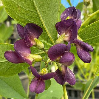 FALSE INDIGO Baptisia (Grape Taffy)