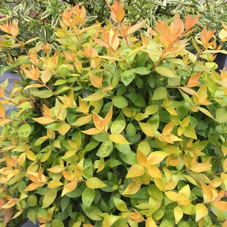 Abelia grandiflora 'Funshine' (GOLDEN ABELIA)