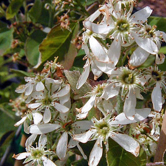 SHADBUSH SERVICEBERRY Amelanchier canadensis