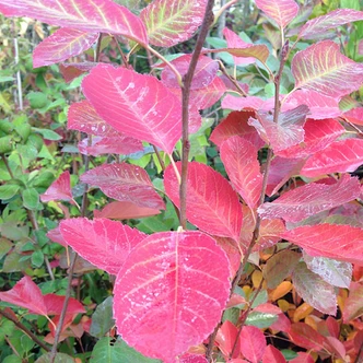 Amelanchier canadensis (SHADBUSH SERVICEBERRY)