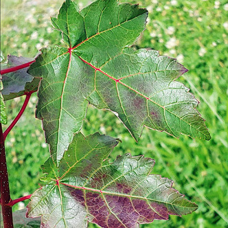 RED MAPLE Acer rubrum (Burgundy Belle)