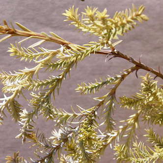 Chamaecyparis pisifera 'Squarrosa Sulfurea' (CYPRESS)