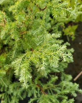 Chamaecyparis pisifera 'Squarrosa Sulfurea' (CYPRESS)