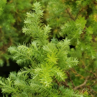 Chamaecyparis pisifera 'Squarrosa Sulfurea' (CYPRESS)