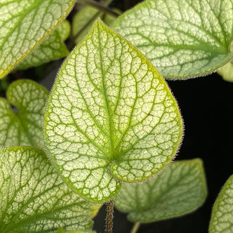 SIBERIAN BUGLOSS Brunnera macrophylla (Alchemy Pewter)