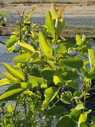 JUNEBERRY (Amelanchier lamarckii)