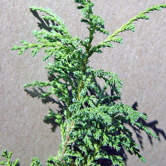 CYPRESS Chamaecyparis pisifera (Creamball)