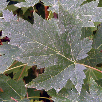 FREEMAN MAPLE Acer freemanii (Celebration)