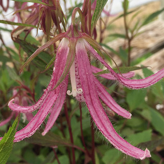 BELLFLOWER Campanula  (Pink Octopus)