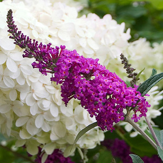 NECTAR BUSH Buddleia  (Miss Ruby)