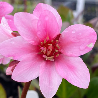 PIGSQUEAK Bergenia  (Sakura)