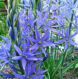 COMMON CAMAS Camassia quamash