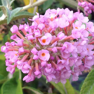 Buddleia flutterby 'Peach Cobbler' (STERILE NECTAR BUSH)