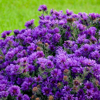 NEW ENGLAND ASTER Aster novae-angliae (Grape Crush)