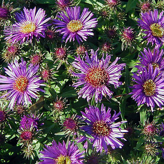 FALL ASTER Aster novae-angliae (Purple Dome)