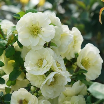 Chaenomeles speciosa 'Double Take Eternal White' (FLOWERING QUINCE)