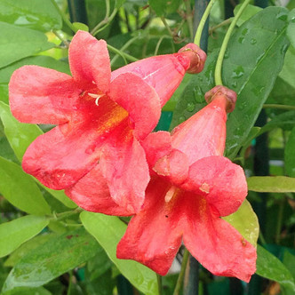 TANGERINE CROSS VINE Bignonia capreolata (Tangerine Beauty)