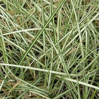 VARIEGATED POND SEDGE Carex riparia (Variegata)