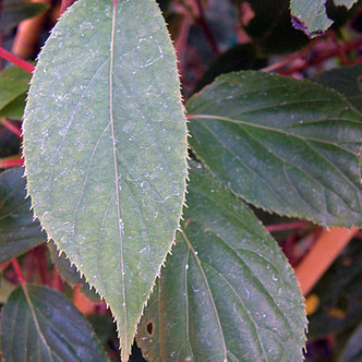 LARGE-FRUITED HARDY KIWI Actinidia arguta (Jumbo)