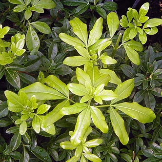 Choisya ternata (MEXICAN ORANGE BLOSSOM)