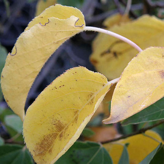 MALE HARDY KIWI Actinidia arguta