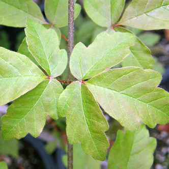 PAPERBARK MAPLE Acer griseum