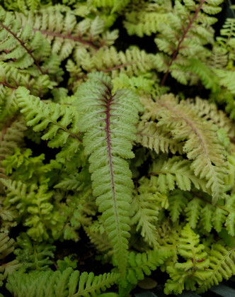 RED-STEM JAPANESE PAINTED FERN (Athyrium niponicum) "Regal Red"
