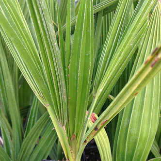 EUROPEAN FAN PALM Chamaerops humilis