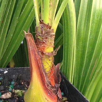 Chamaerops humilis (EUROPEAN FAN PALM)
