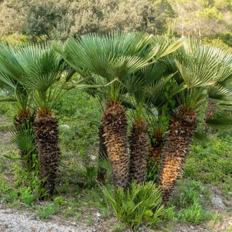 Chamaerops humilis (EUROPEAN FAN PALM)