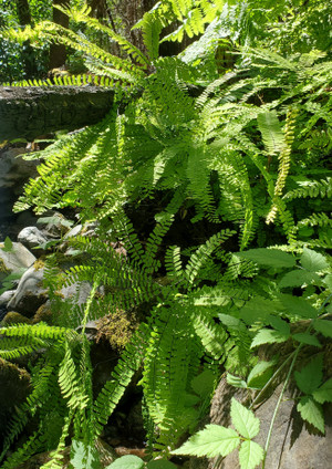 NORTHERN MAIDENHAIR FERN (Adiantum pedatum)