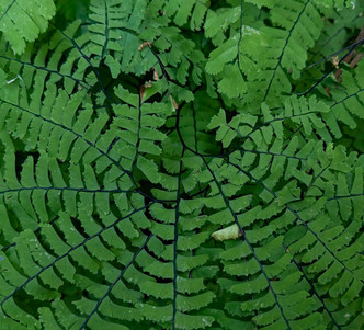 NORTHERN MAIDENHAIR FERN (Adiantum pedatum)