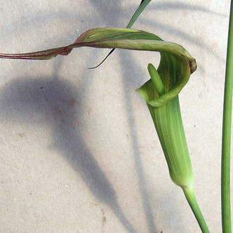 JACK IN THE PULPIT Arisaemama