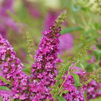 DWARF NECTAR BUSH Buddleia Lo & Behold® (Ruby Chip)
