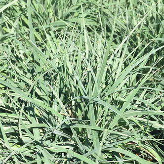BLUE SEDGE Carex glauca (Blue Zinger)