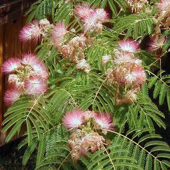 Albizia julibrissin (SILK TREE)