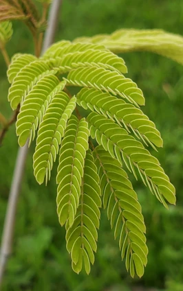 Albizia julibrissin (SILK TREE)