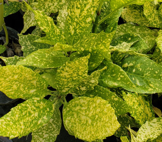 GOLD DUST SHRUB (Aucuba japonica) "Variegata"