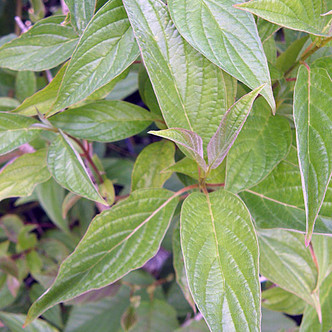 RED-TWIG DOGWOOD (Cornus alba)  'Siberian Pearls'